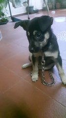 Thalia - Mixed Breed Dog