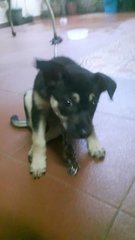 Thalia - Mixed Breed Dog