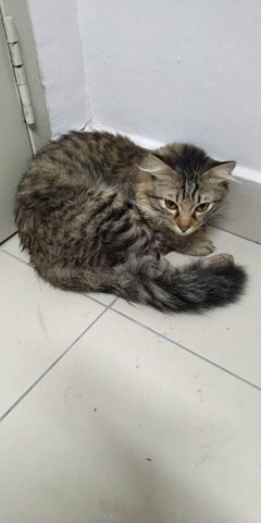 Lost - Domestic Long Hair Cat