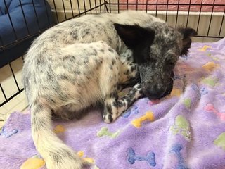 ☀ Glory ❤ Toilet Trained - Dalmatian Mix Dog