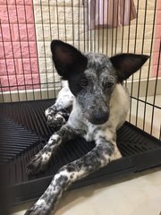 ☀ Glory ❤ Toilet Trained - Dalmatian Mix Dog