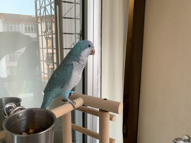 Captain - Quaker Parakeet Bird