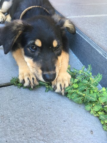 Russel - Mixed Breed Dog