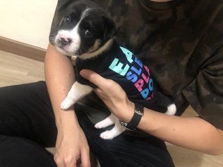 Adopted Male Puppy - Mixed Breed Dog