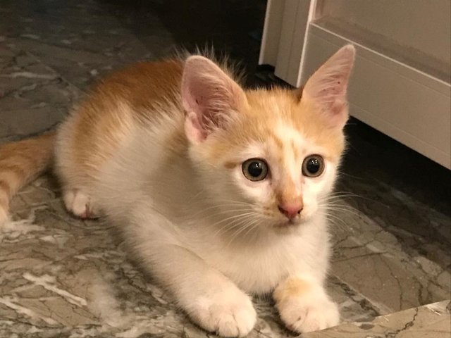 Luke &amp; Elsa  - Domestic Medium Hair + Domestic Short Hair Cat