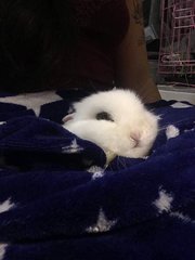 Bunny - Netherland Dwarf Rabbit