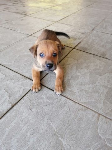 Waiting For Adoption - Mixed Breed Dog