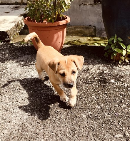 Un-named - Labrador Retriever Mix Dog