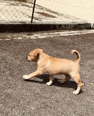 Un-named - Labrador Retriever Mix Dog