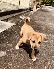 Un-named - Labrador Retriever Mix Dog