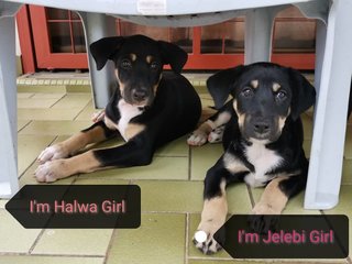 Mummy Girl, Halwa, Jelebi  - Mixed Breed Dog