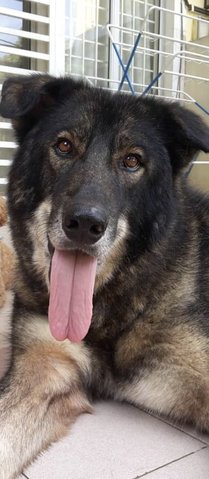 Ben - German Shepherd Dog + Husky Dog