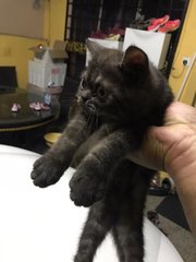 Blacky - Exotic Shorthair Cat