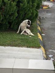 Haha Boy - Mixed Breed Dog