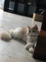 Musa (Free) - Domestic Long Hair Cat