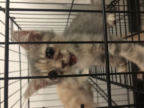 Kitten  - Oriental Long Hair Cat