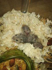 Winter Dwarf Hamsters - Short Dwarf Hamster Hamster