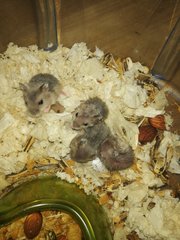 Winter Dwarf Hamsters - Short Dwarf Hamster Hamster