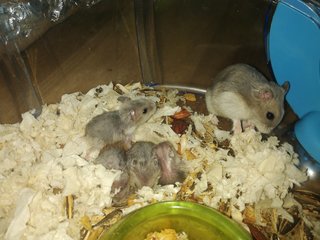 Winter Dwarf Hamsters - Short Dwarf Hamster Hamster