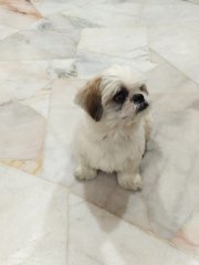 Zeus - Shih Tzu Dog