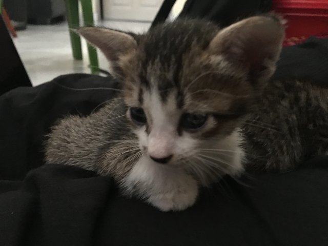 White - Domestic Short Hair Cat