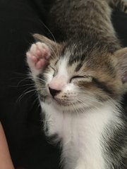 White - Domestic Short Hair Cat