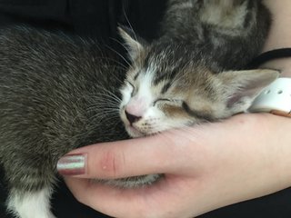 White - Domestic Short Hair Cat