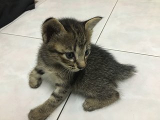 Grey - Domestic Short Hair Cat