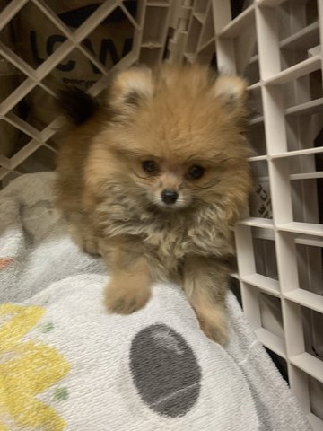 Milo - Pomeranian Dog