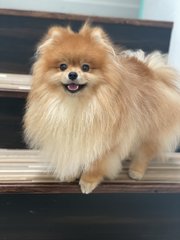 Milo - Pomeranian Dog