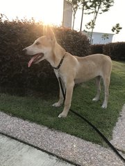 Yogi - Mixed Breed Dog