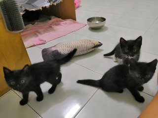 Olaf, Olif & Olio