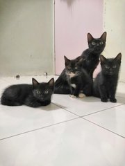 Heidi, Olaf, Olif & Olio