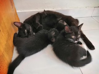 Heidi, Olaf, Olif & Olio