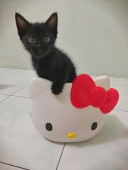 Olif
