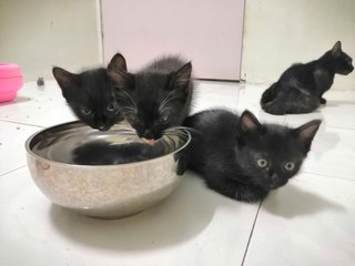 Olaf, Olif & Olio