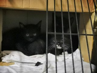 Olaf, Olif &amp; Olio - Domestic Medium Hair Cat