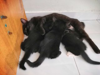 Heidi, Olaf, Olif & Olio