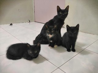 Heidi, Olaf, Olif & Olio