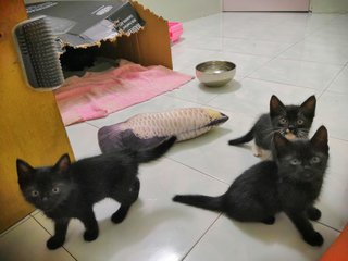Olaf, Olif & Olio