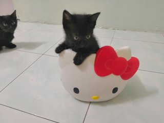 Olif
