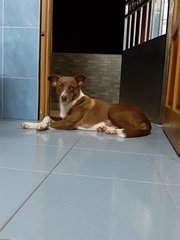 Mika - Mixed Breed Dog