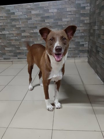 Mika - Mixed Breed Dog