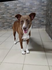 Mika - Mixed Breed Dog