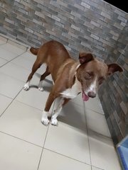 Mika - Mixed Breed Dog