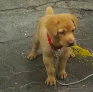 Brownie And Whiskey - Mixed Breed Dog