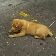 Brownie And Whiskey - Mixed Breed Dog