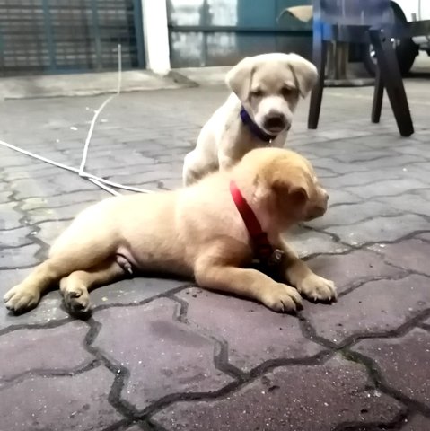 Brownie And Whiskey - Mixed Breed Dog