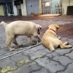 Brownie And Whiskey - Mixed Breed Dog