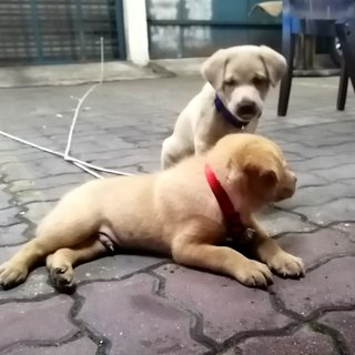 Brownie And Whiskey - Mixed Breed Dog